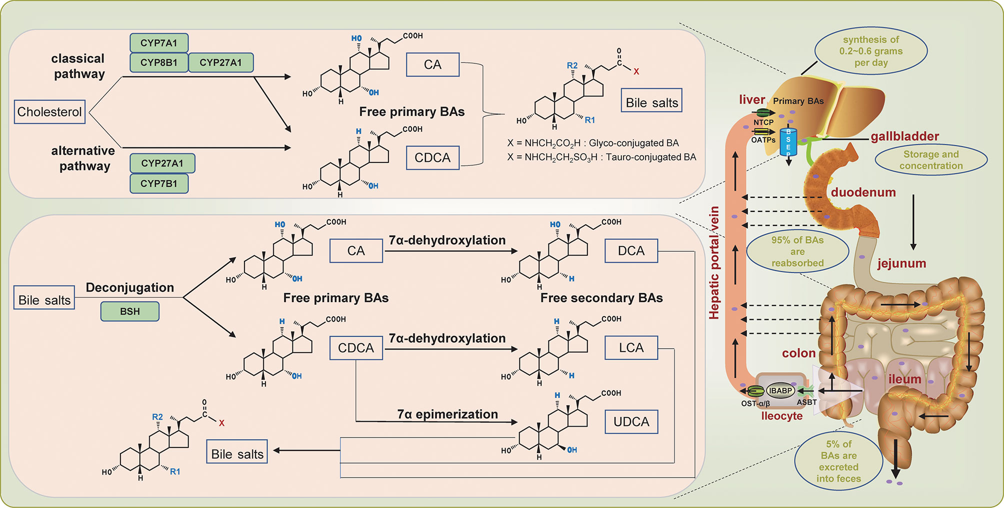 research progress of bile acids in cancer