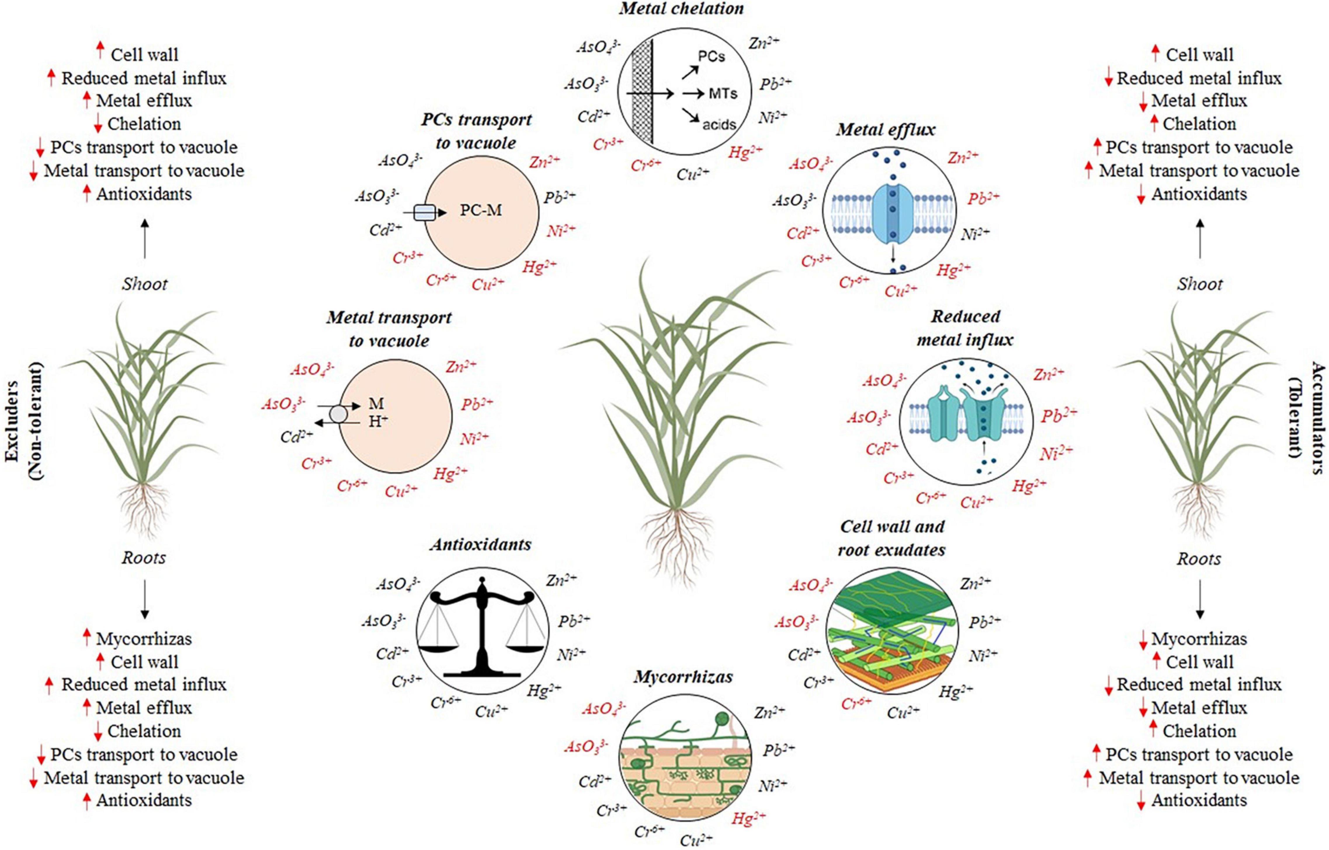 Zinc Phytoremediation Using Stubborn Grass