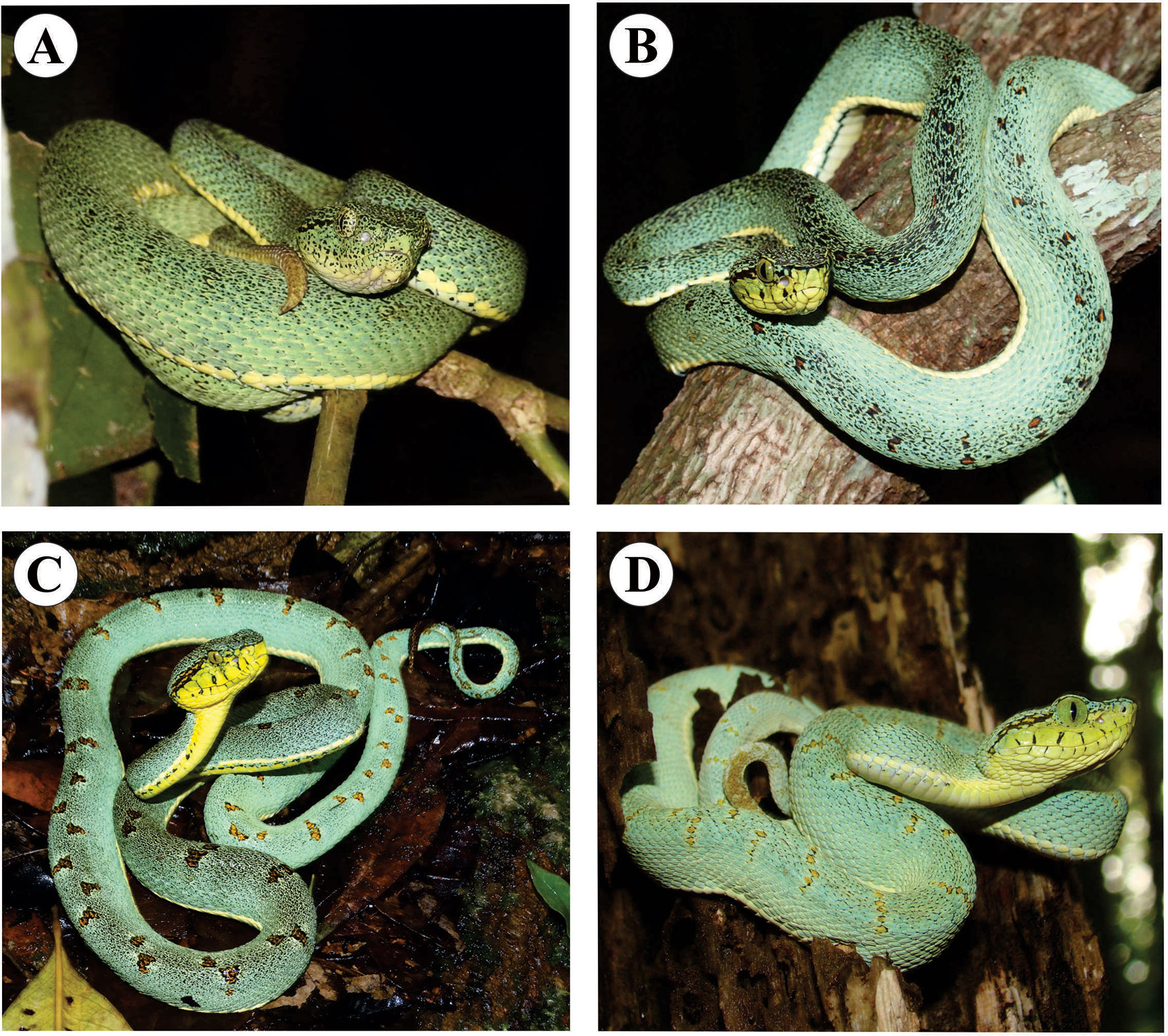 Atlas of Brazilian Snakes: Verified Point-Locality Maps to