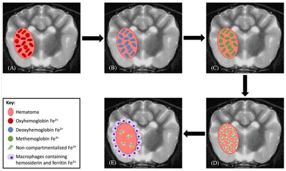 are dog mris safe