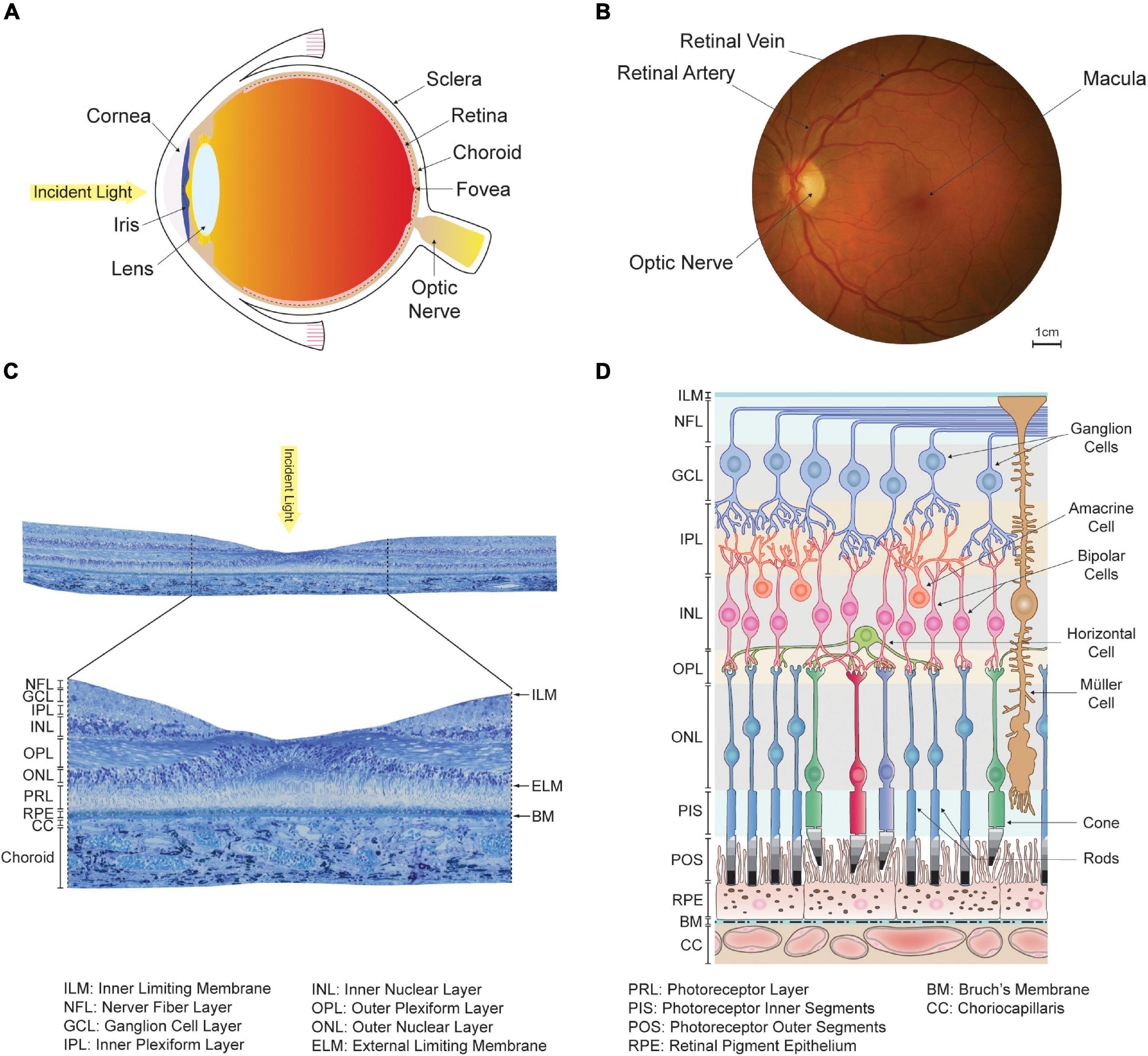Frontiers  Exploring the Retinal Binding Cavity of