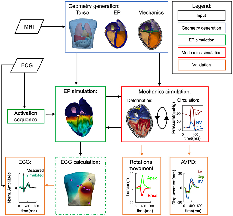 Frontiers  A Fully-Coupled Electro-Mechanical Whole-Heart Computational  Model: Influence of Cardiac Contraction on the ECG