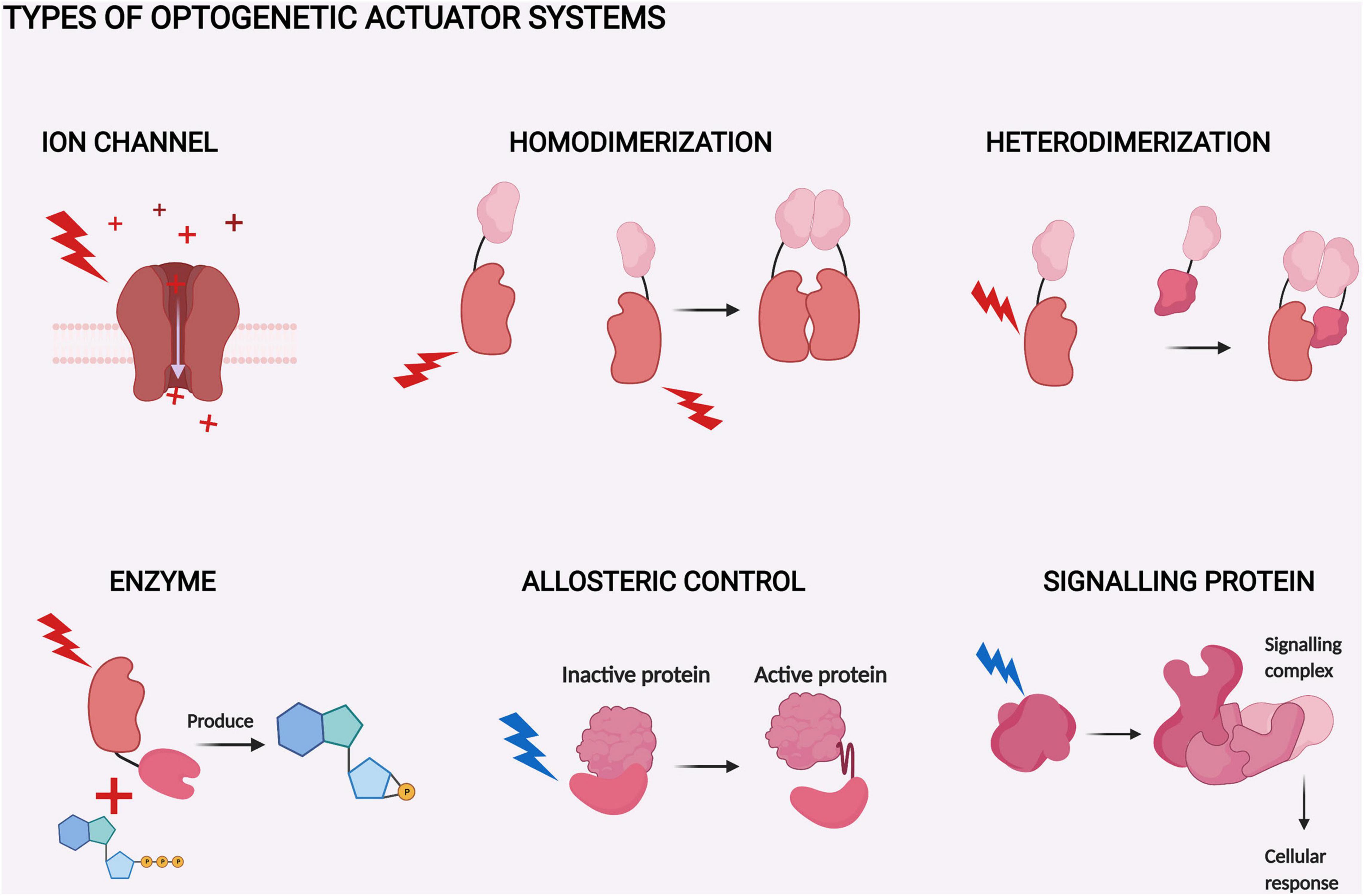 Electrical recording during optogenetic inhibition of