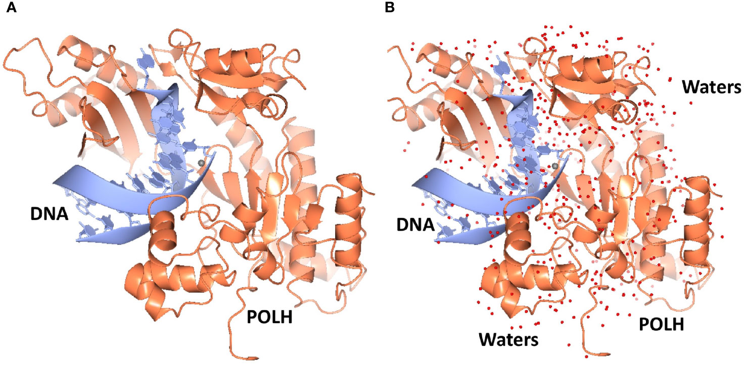 Frontiers Early Drug and Development of Novel Cancer Therapeutics Targeting DNA Polymerase (POLH)