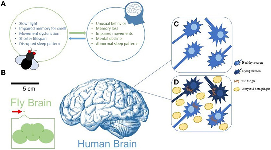 Figure 2 - Signs of AD in humans and fruit flies.