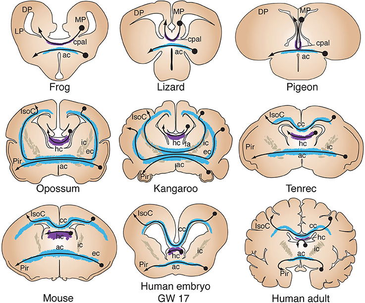 anterior commissure spinal cord