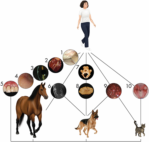 Frontiers | Cell Therapy in Veterinary Medicine as a Proof-of-Concept for  Human Therapies: Perspectives From the North American Veterinary  Regenerative Medicine Association