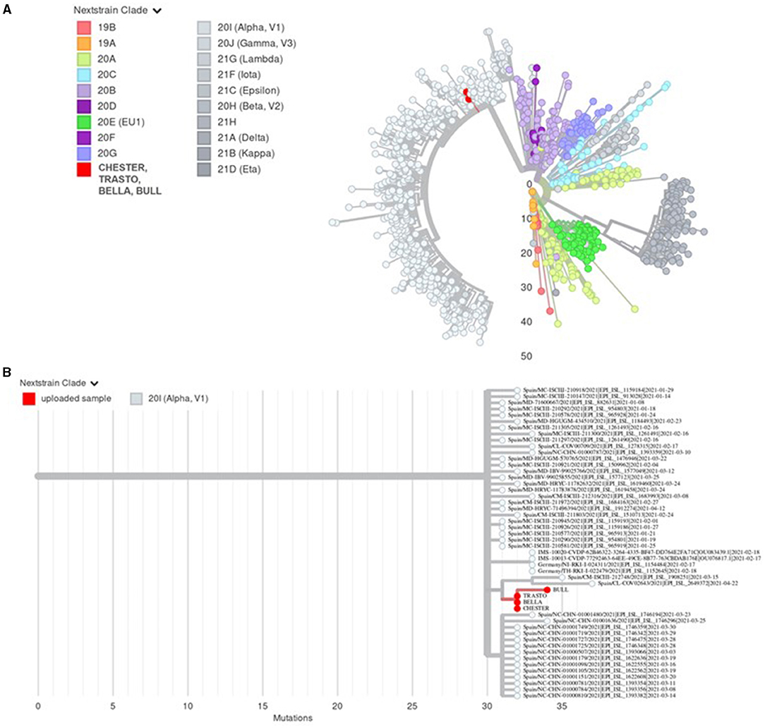 Frontiers | SARS-CoV-2 Infection in One Cat and Dogs in Households in Madrid, Spain | Veterinary Science