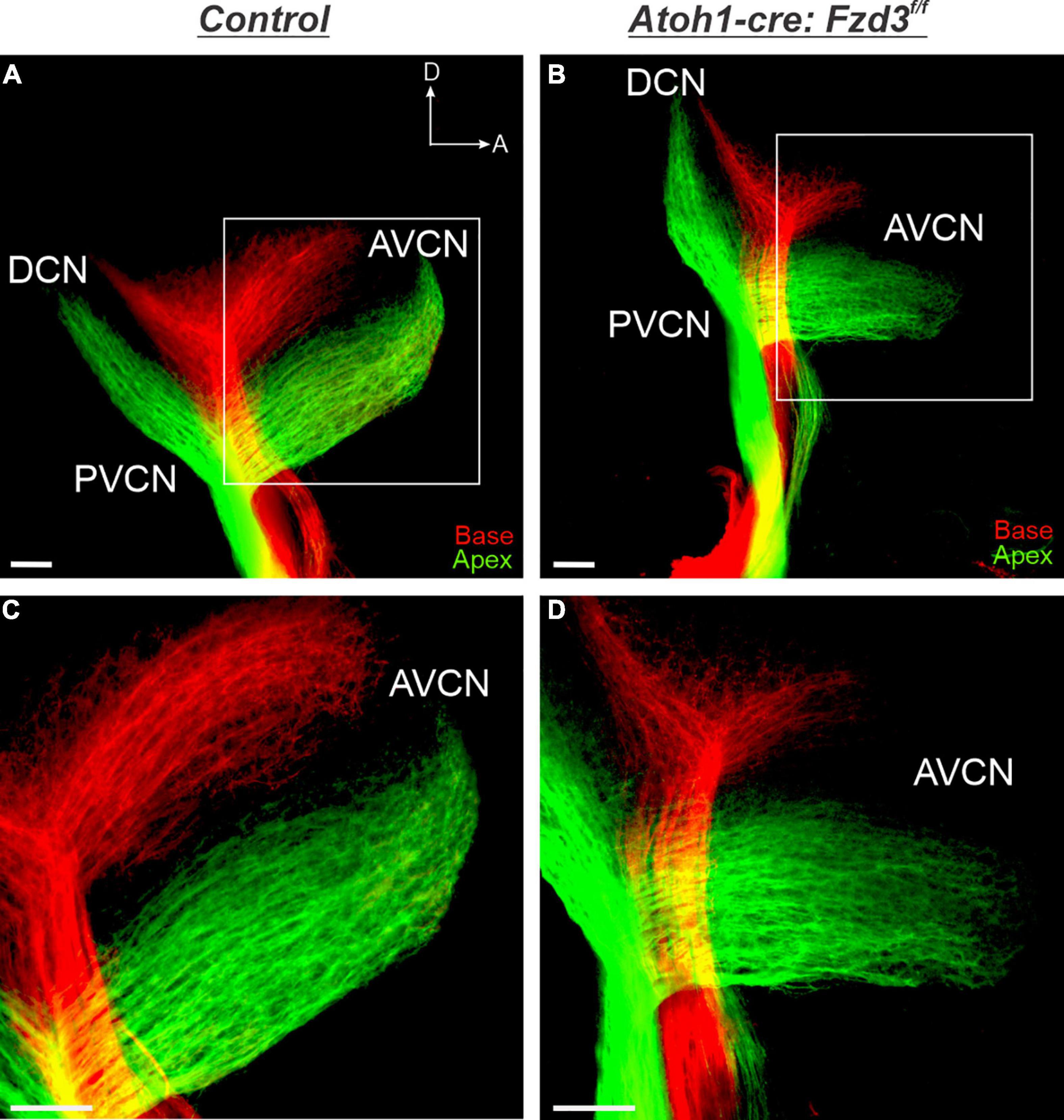 Celsr3 is required in motor neurons to steer their axons in the