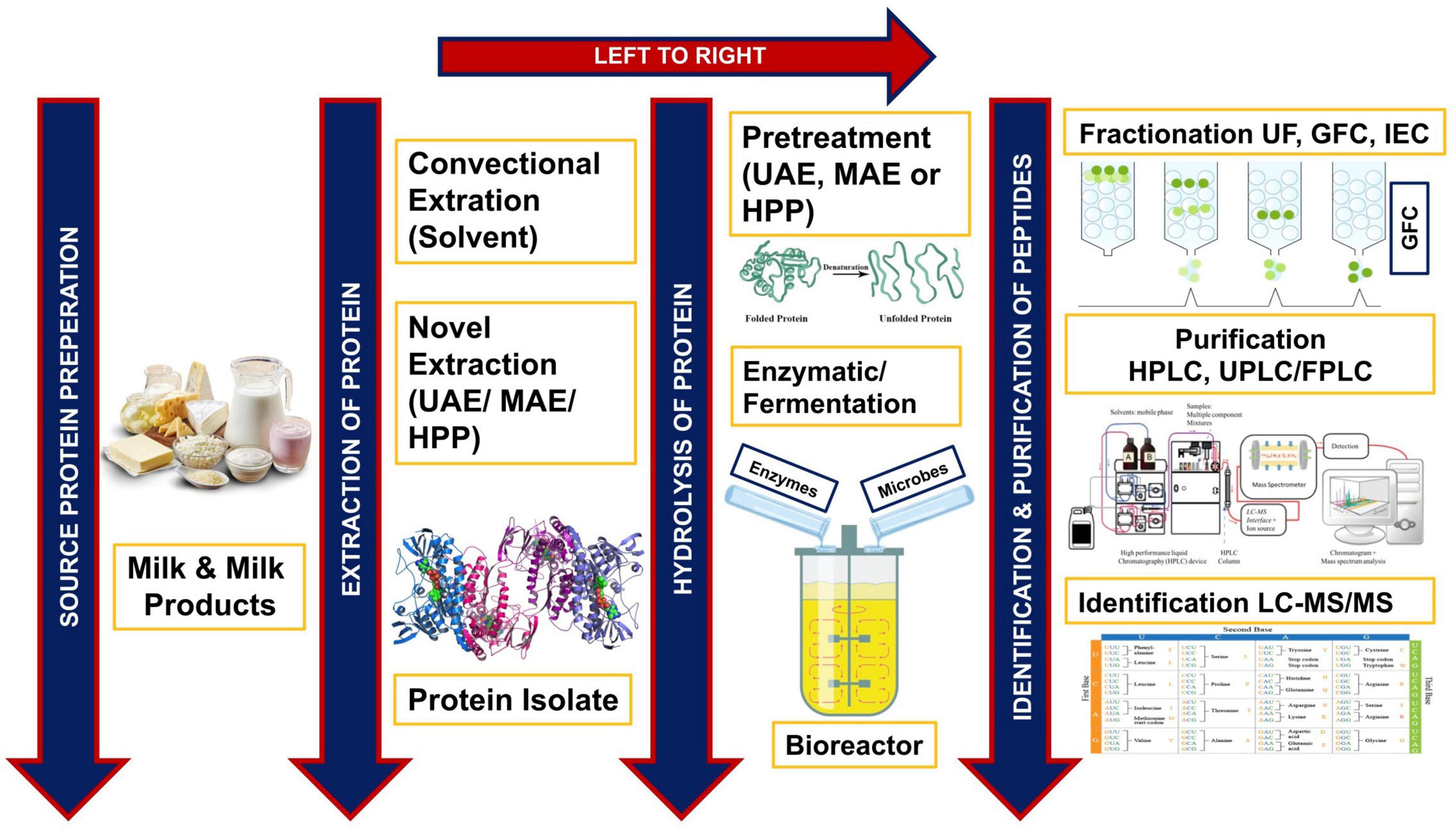Frontiers  First generation of multifunctional peptides derived