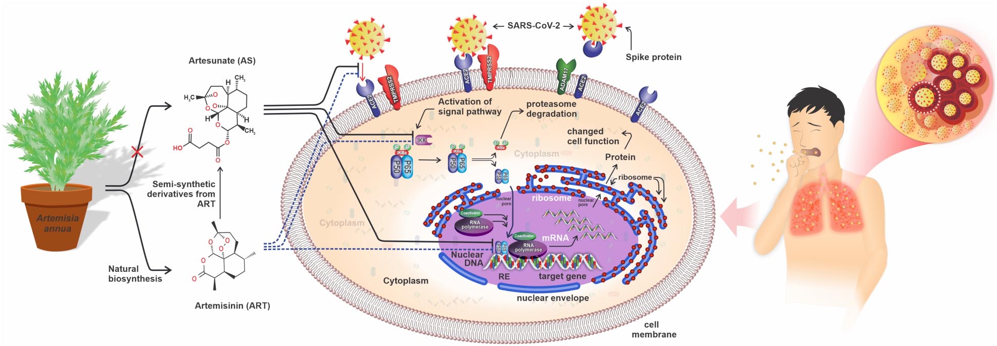 Frontiers | Artemisinins in Combating Viral Infections Like SARS 