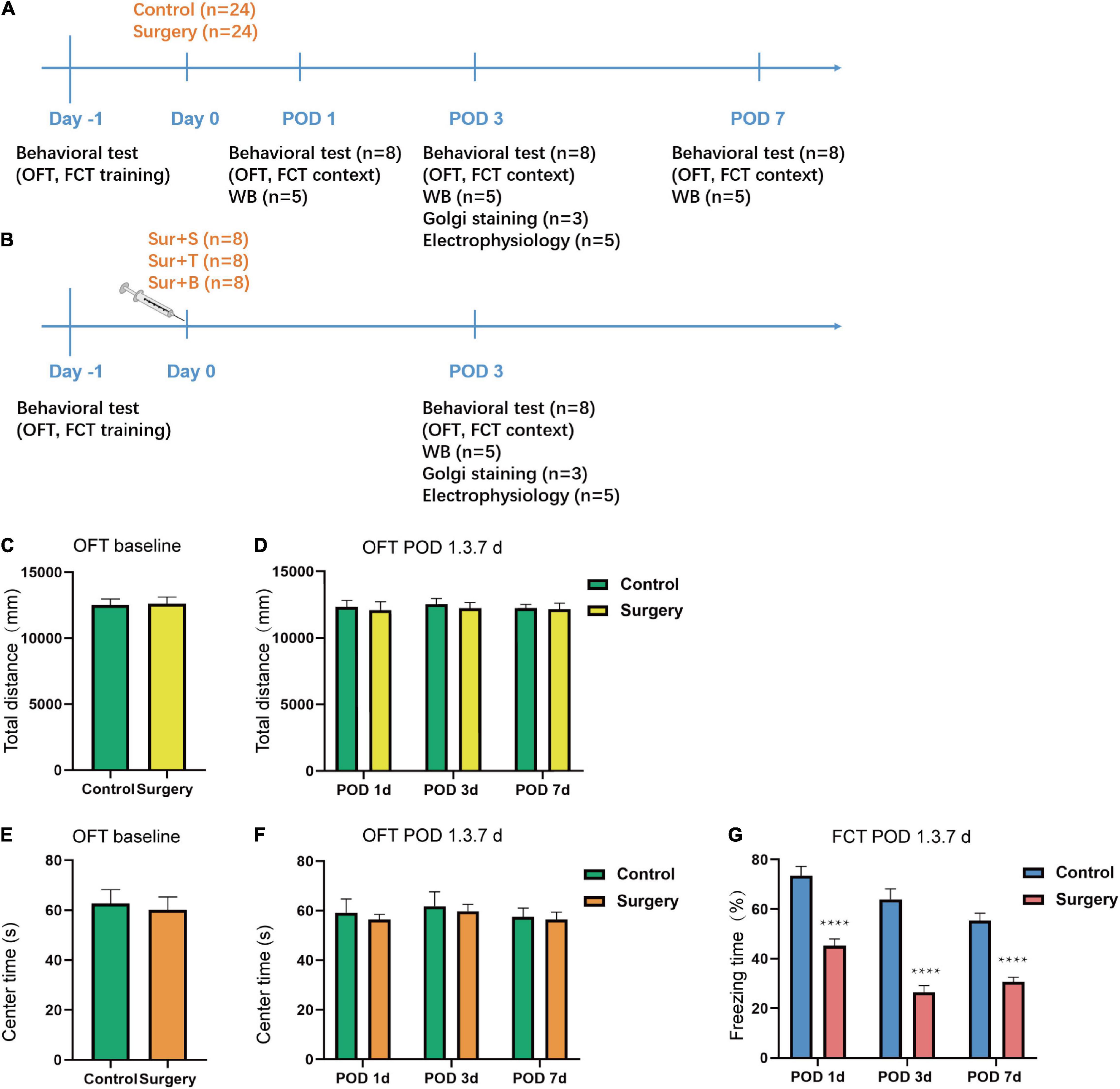 Frontiers | Role of BDNF/ProBDNF Imbalance in Postoperative