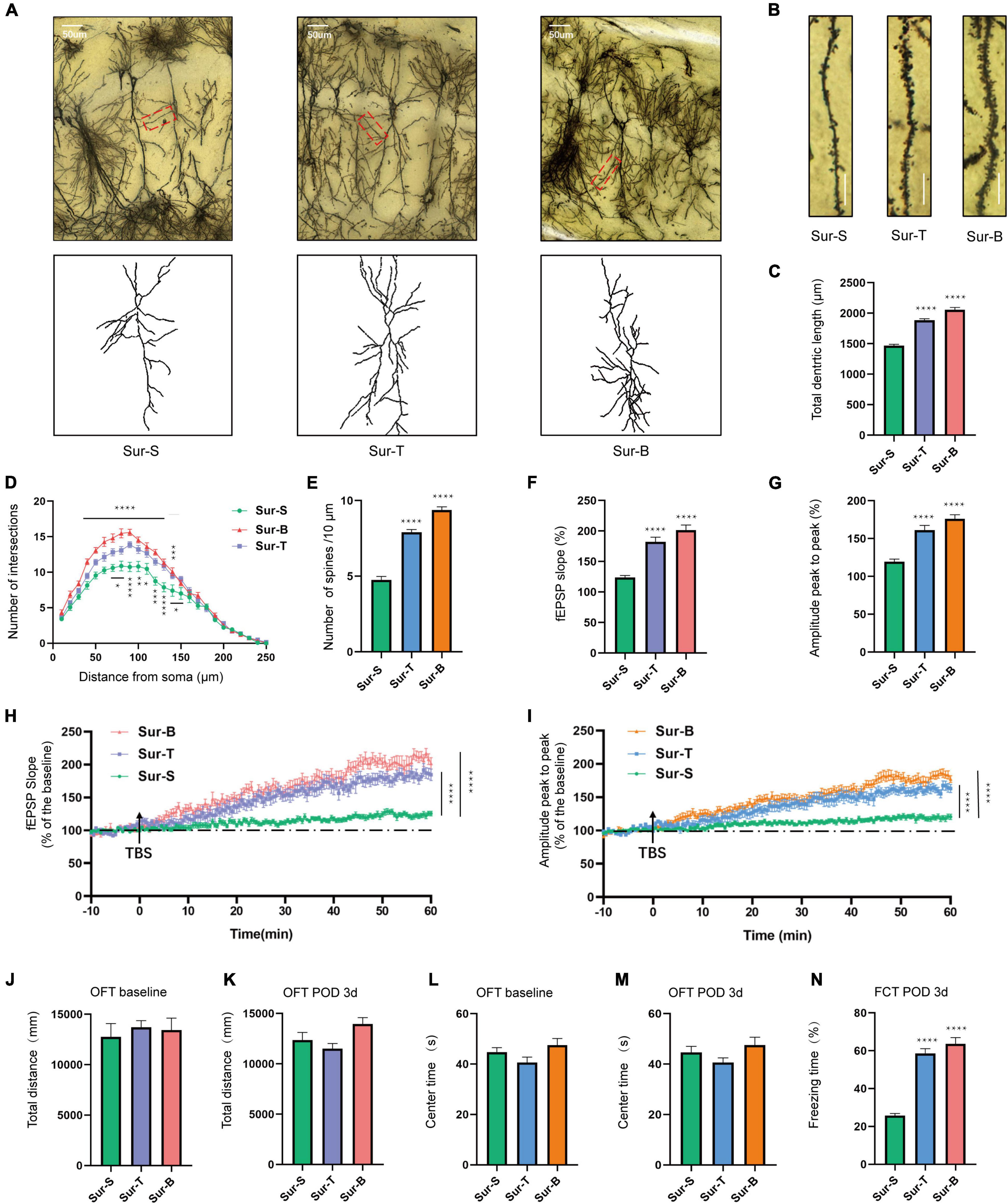 Frontiers | Role of BDNF/ProBDNF Imbalance in Postoperative