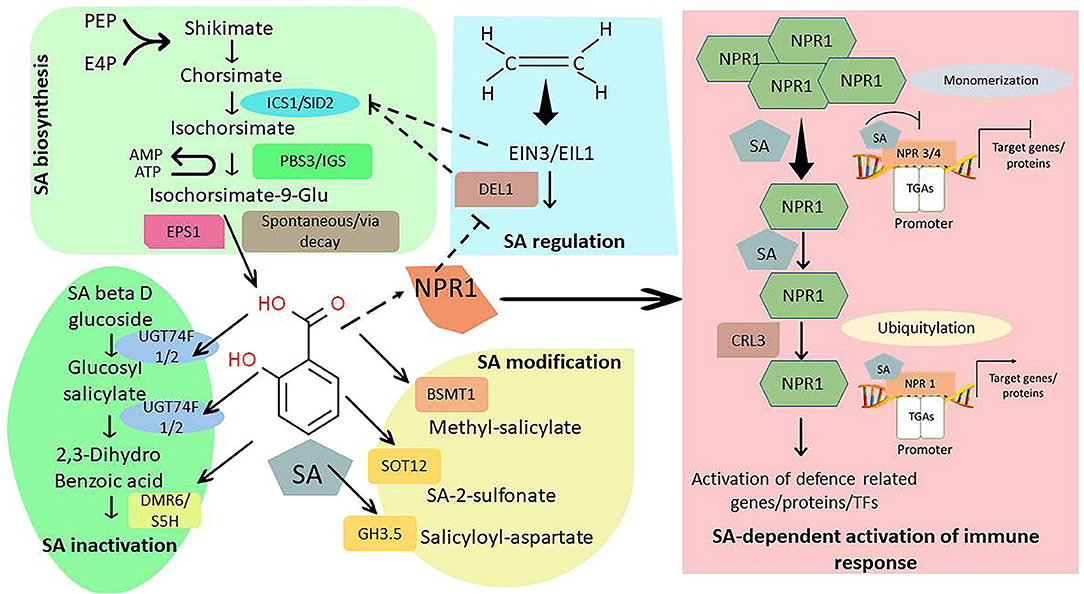 Transcriptional control of aspartate kinase expression during