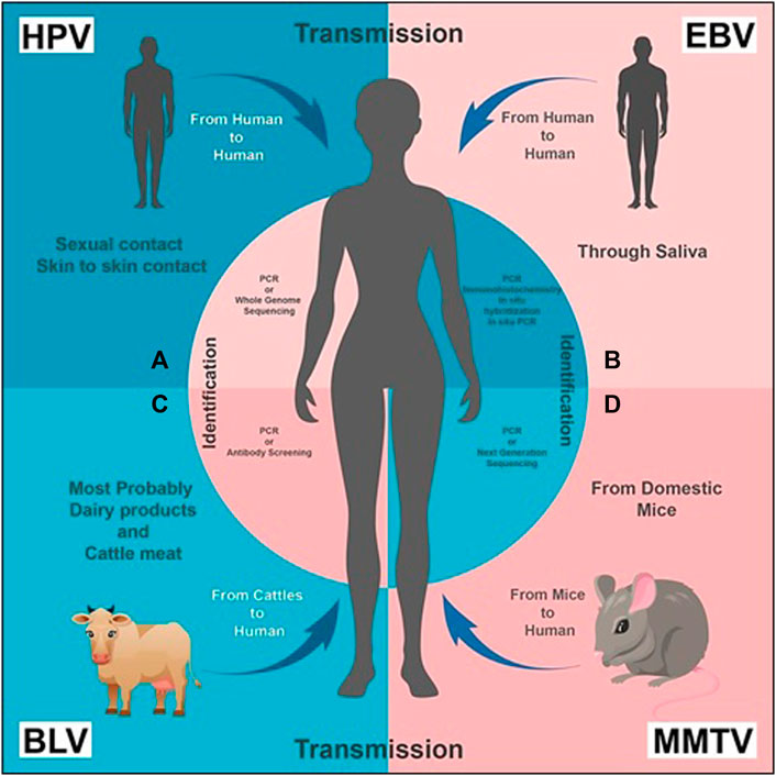 hpv vírus kako se prenosi