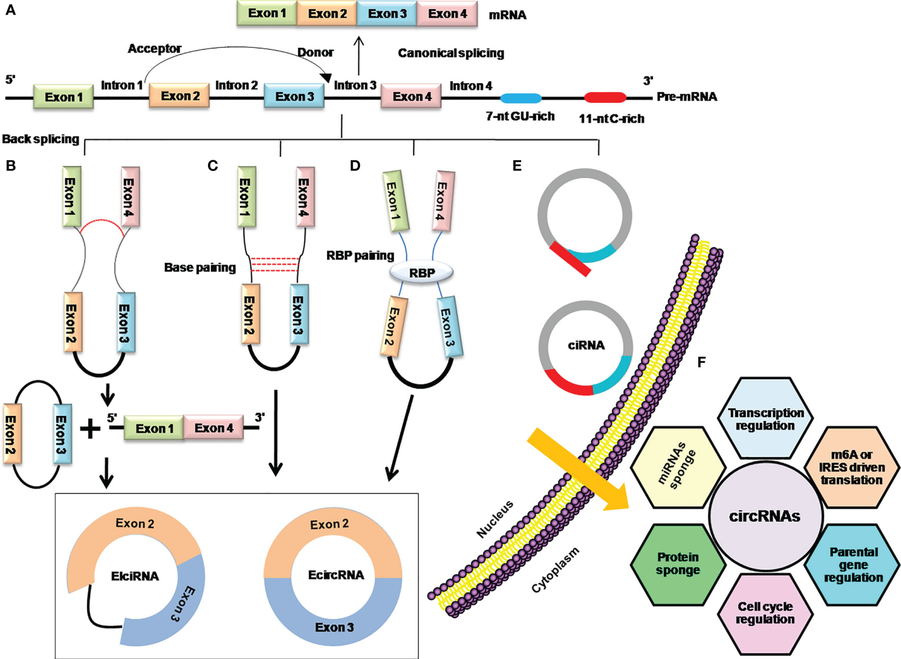 Frontiers | Chimeric Peptides/Proteins Encoded by circRNA Frontiers | Chimeric Peptides/Proteins Encoded by circRNA