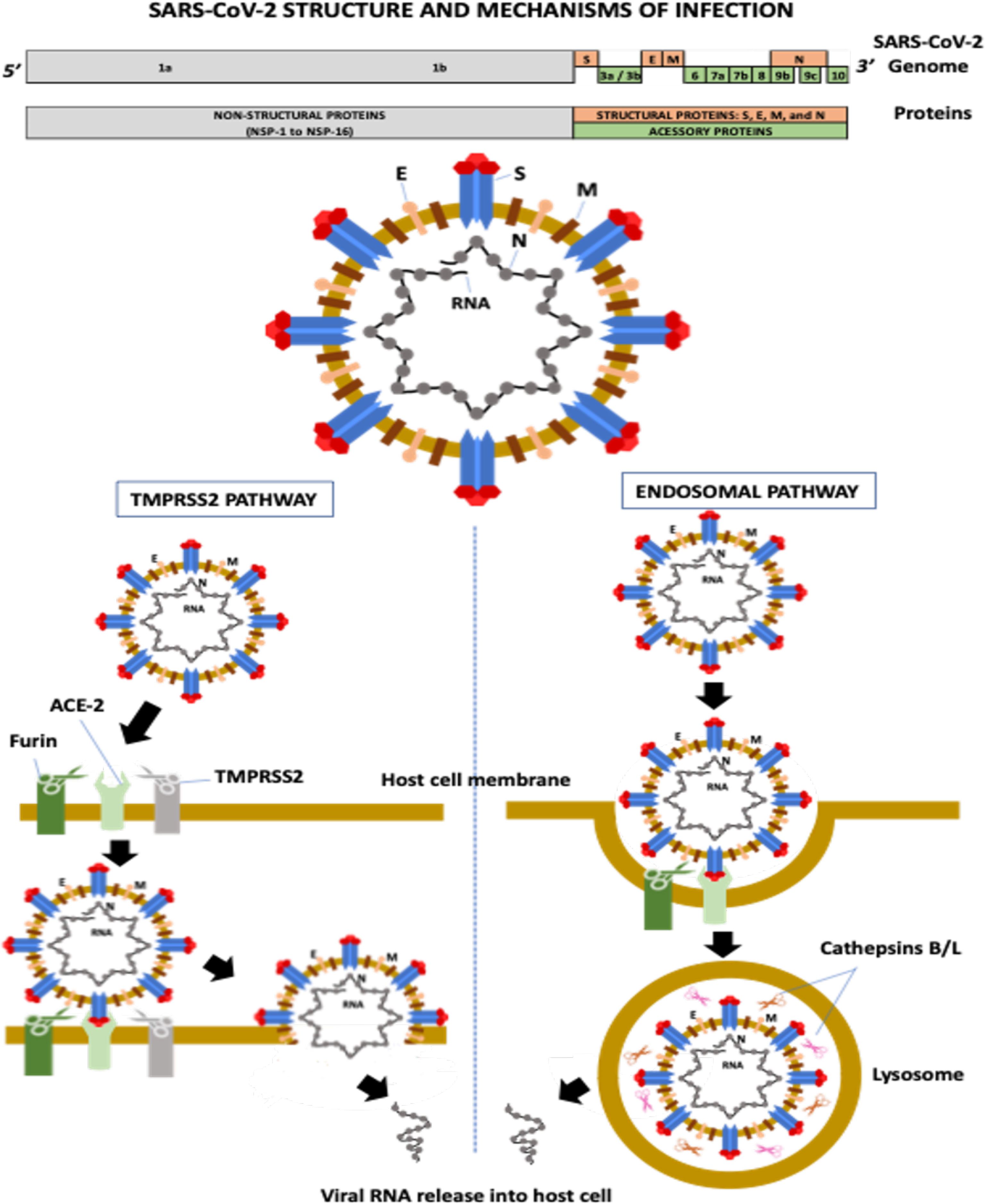 SARS-CoV-2 variants from mink evade inhibition by antibodies