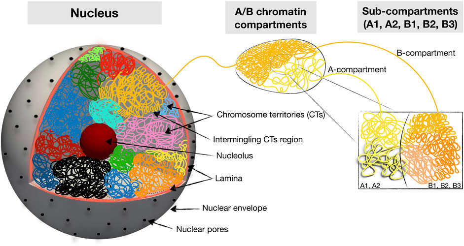 A Liquid State Perspective on Dynamics of Chromatin Compartments