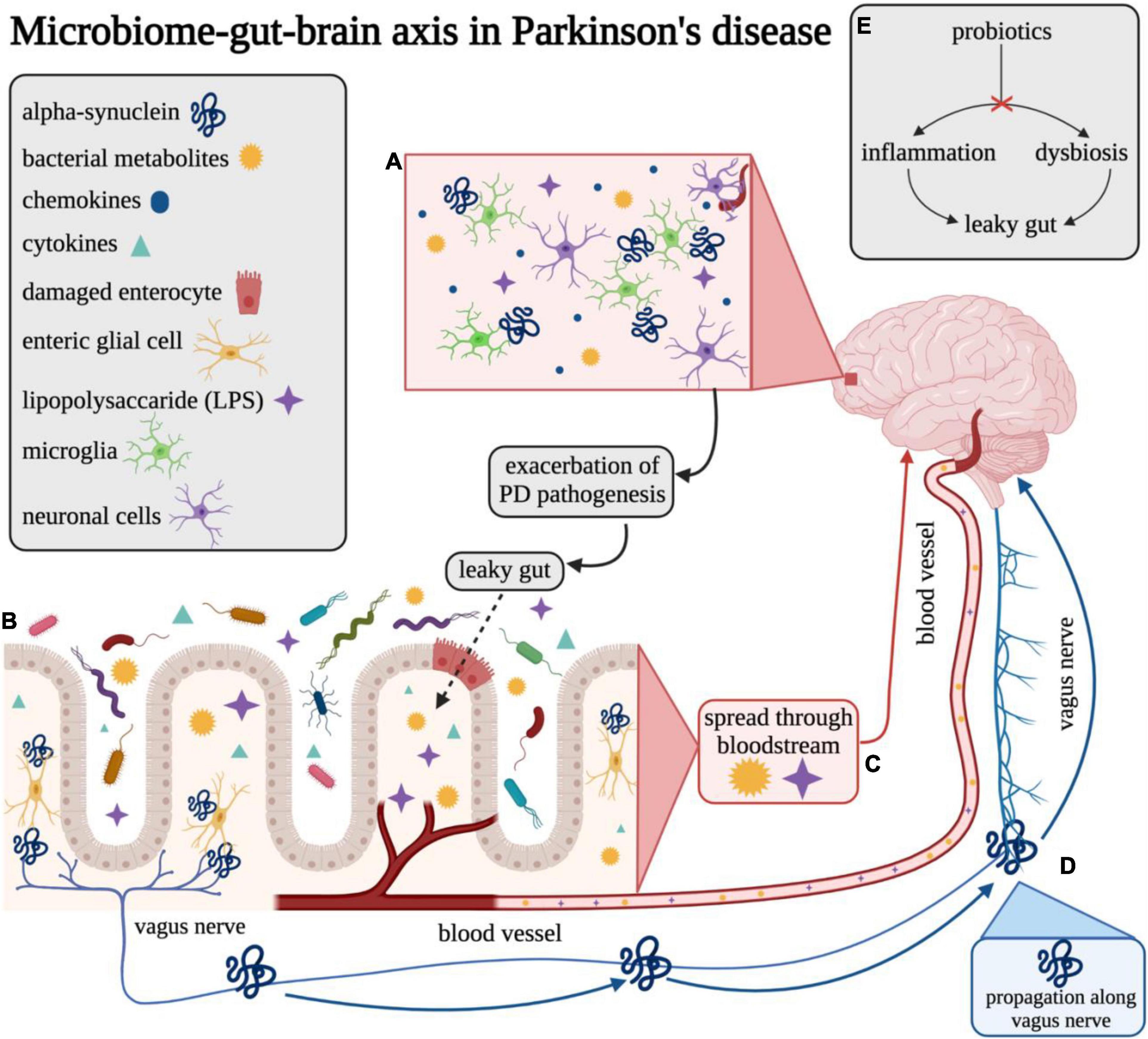 How the first brain (the brain in the gut) controls gut movements