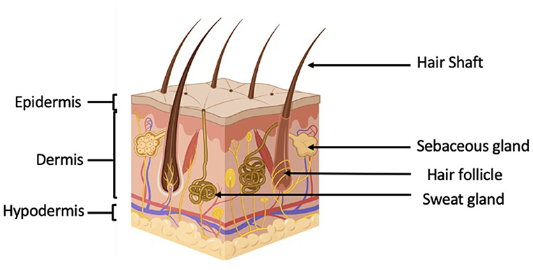 Figure 1 - The skin has three layers and contains sweat glands, sebaceous (oil) glands, and hair follicles (Figure created with BioRender.com).