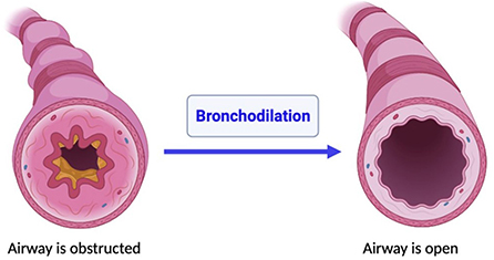 Figure 3 - Bronchodilation.