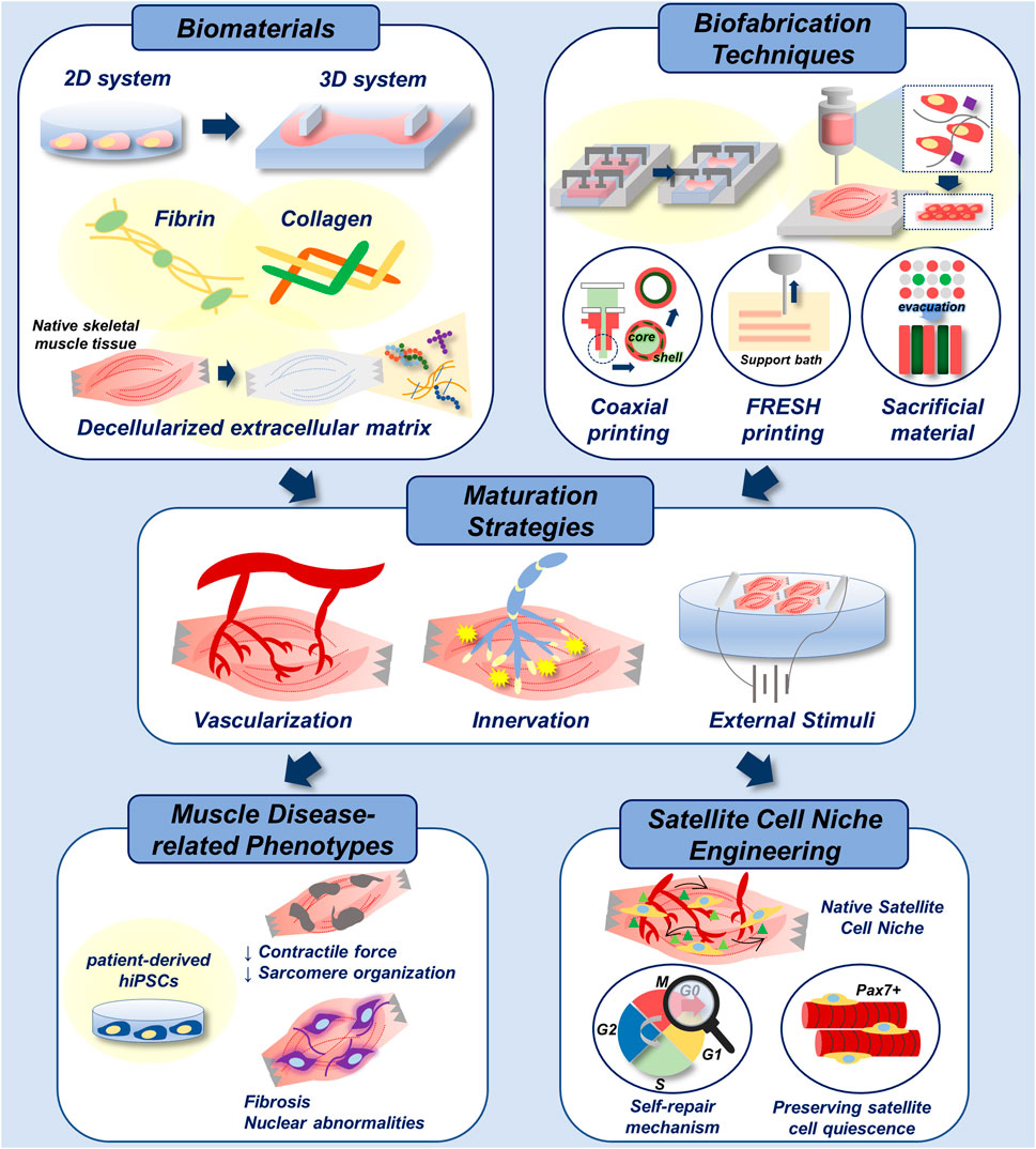 Description of muscle disease – specific diseases (Section 3B