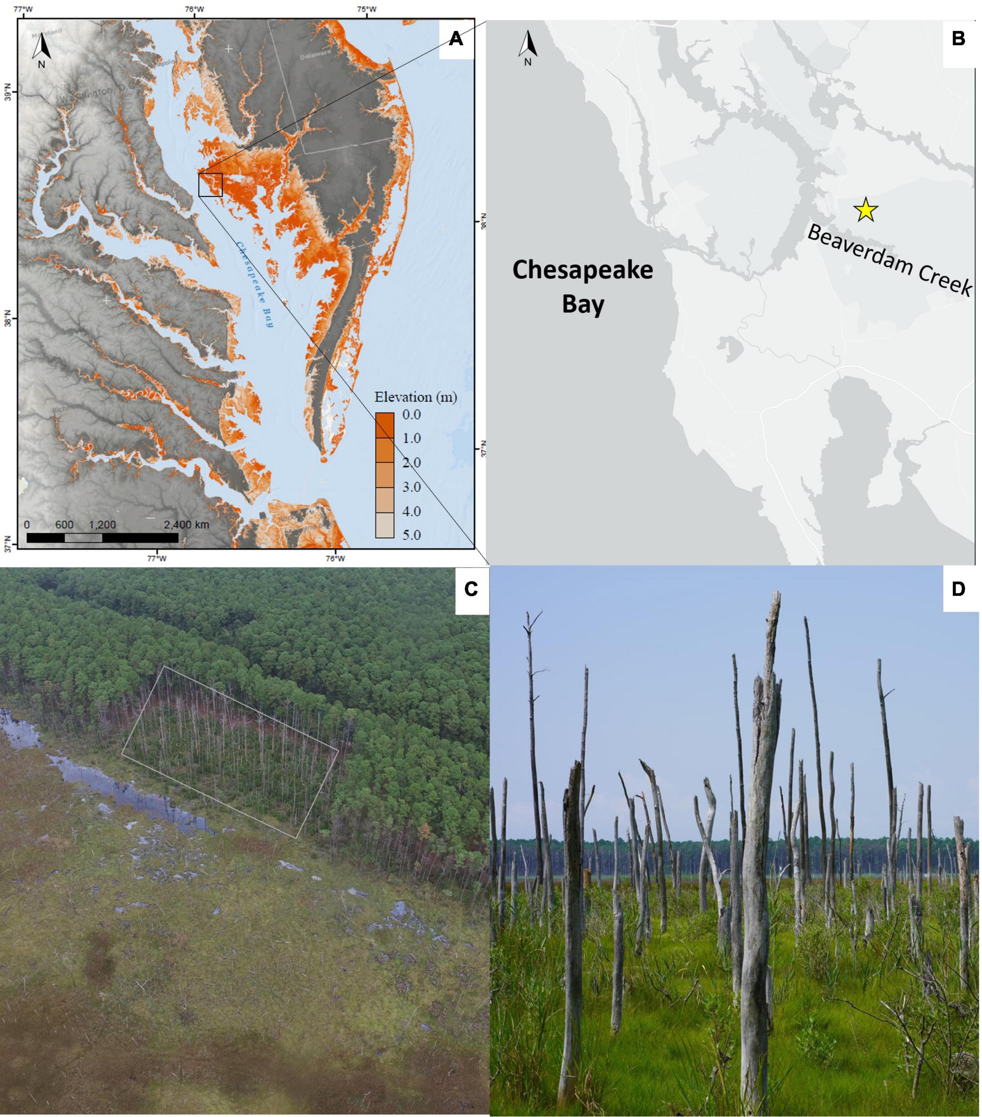 Dead Tree Standing: Saltwater Threatens Coastal Forests and Ecosystem  Services - Circle of Blue