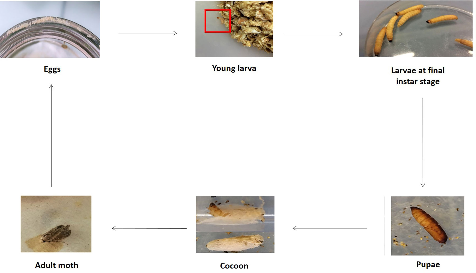 Frontiers  Galleria mellonella as a Suitable Model of Bacterial Infection:  Past, Present and Future