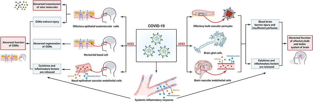 Olfactory dysfunction in COVID-19: pathology and long-term