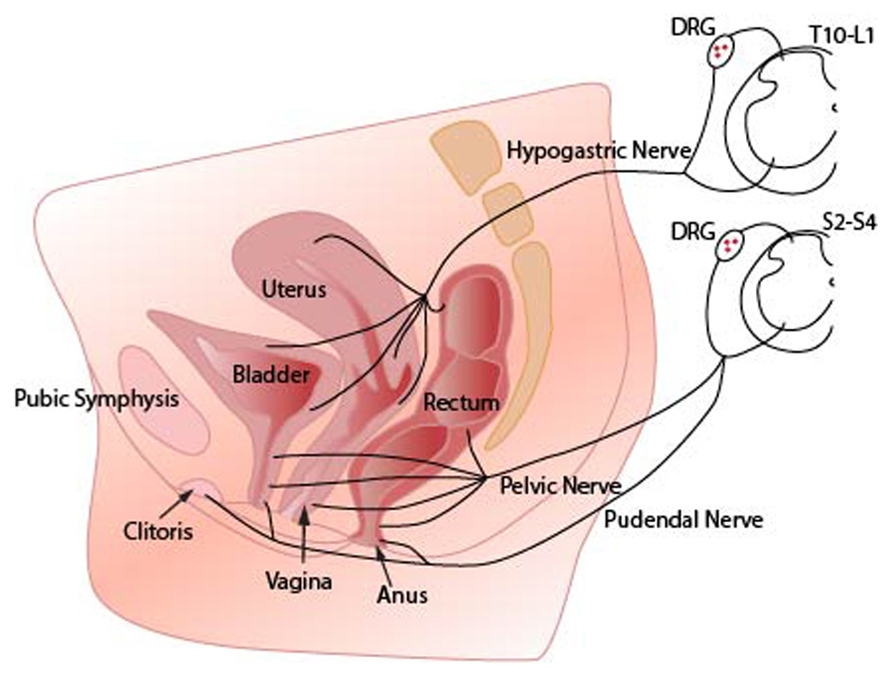 Clitoris Pain