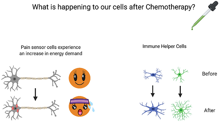 Figure 2 - Nerve pain from chemotherapy is associated with a variety of effects on different cell types.