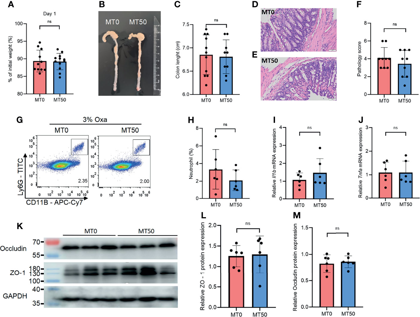 Frontiers | Melatonin Mitigates Oxazolone-Induced Colitis in