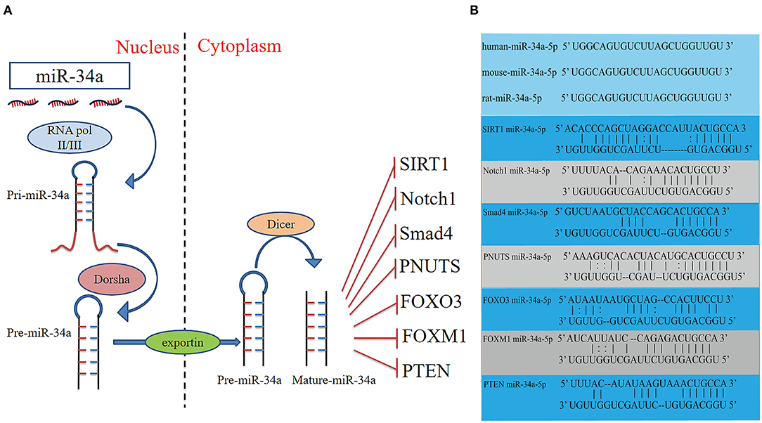 Downregulation of microRNA-34 induces cell proliferation and