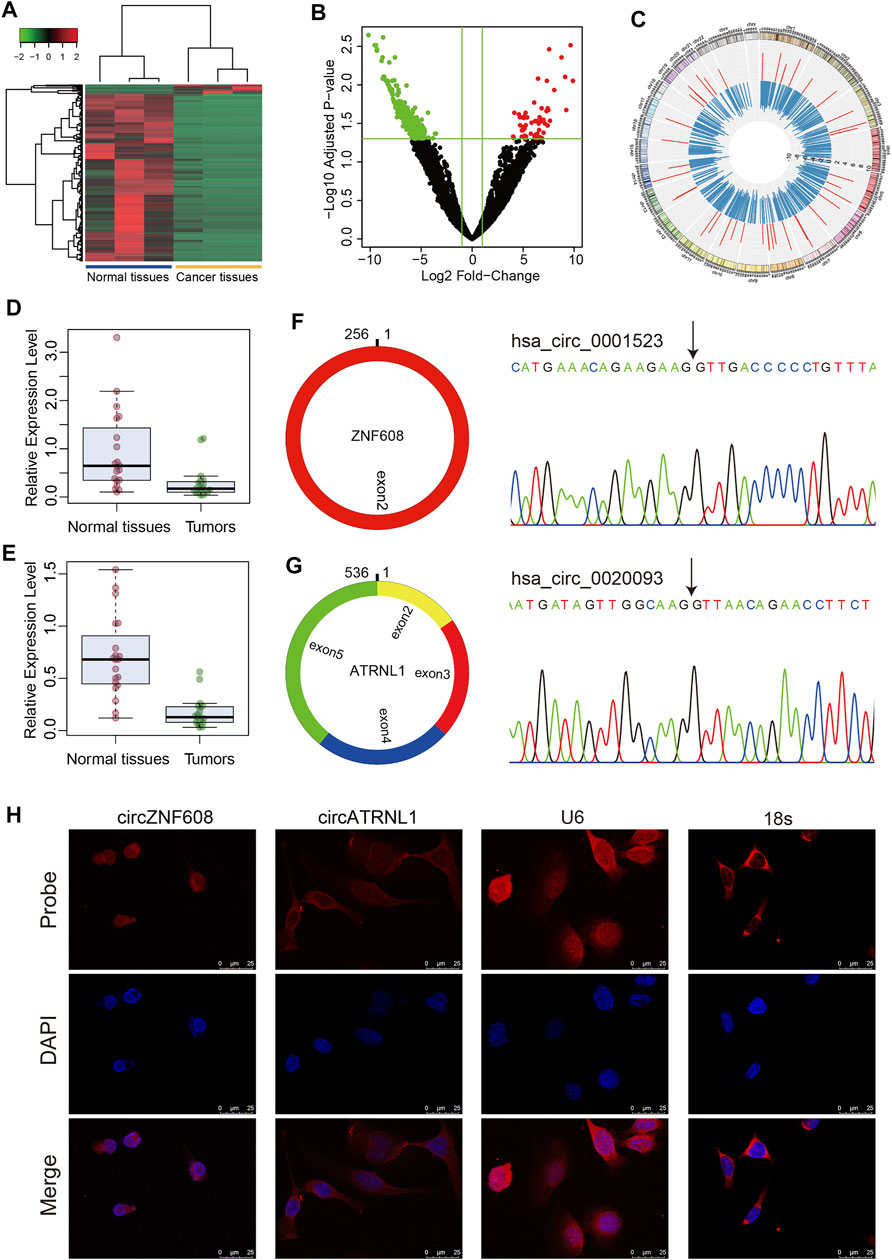 CircATRNL1 activates Smad4 signaling to inhibit angiogenesis and