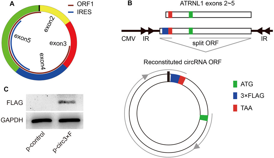 CircATRNL1 activates Smad4 signaling to inhibit angiogenesis and