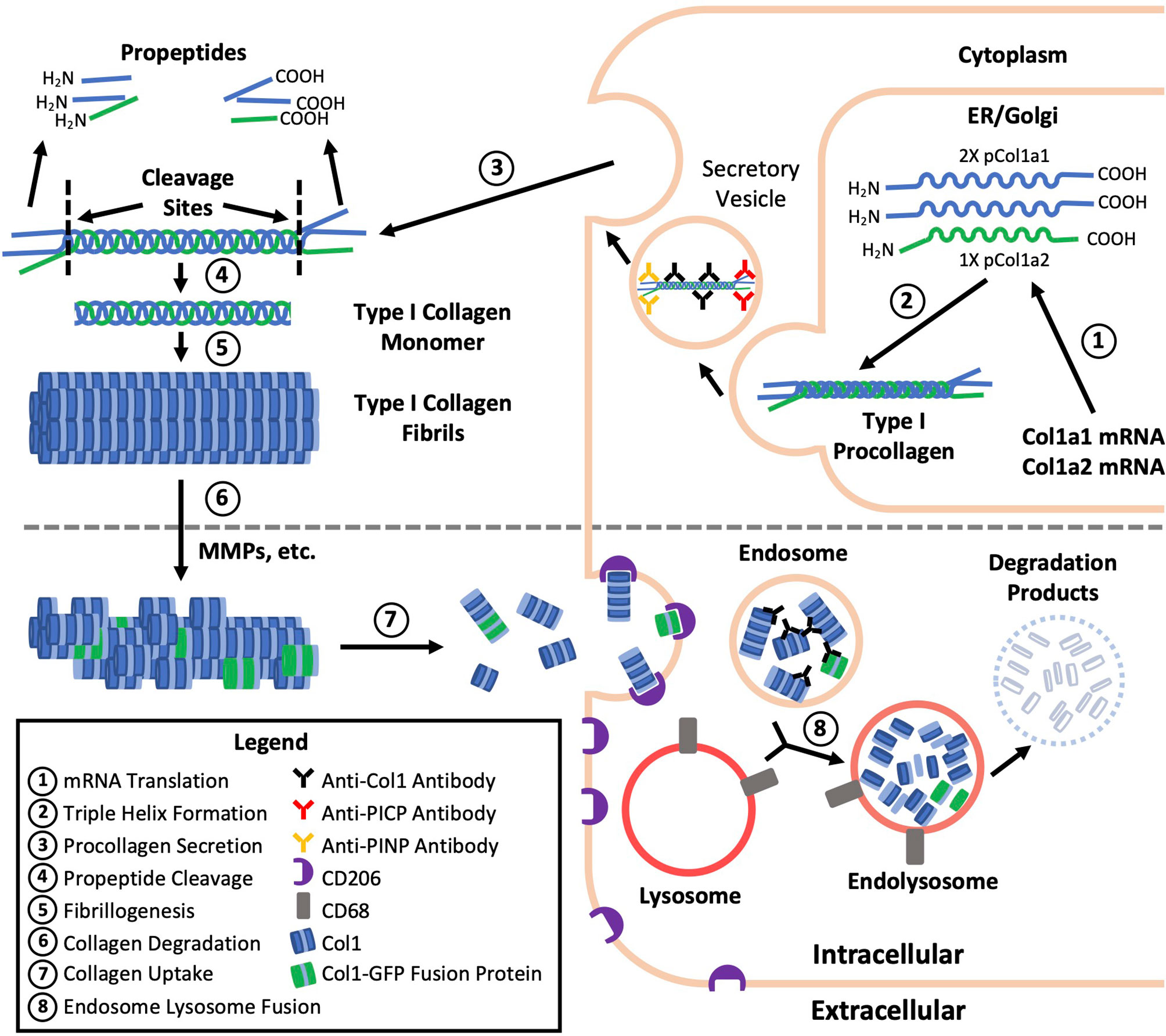 Frontiers  Fibrocytes: A Critical Review and Practical Guide