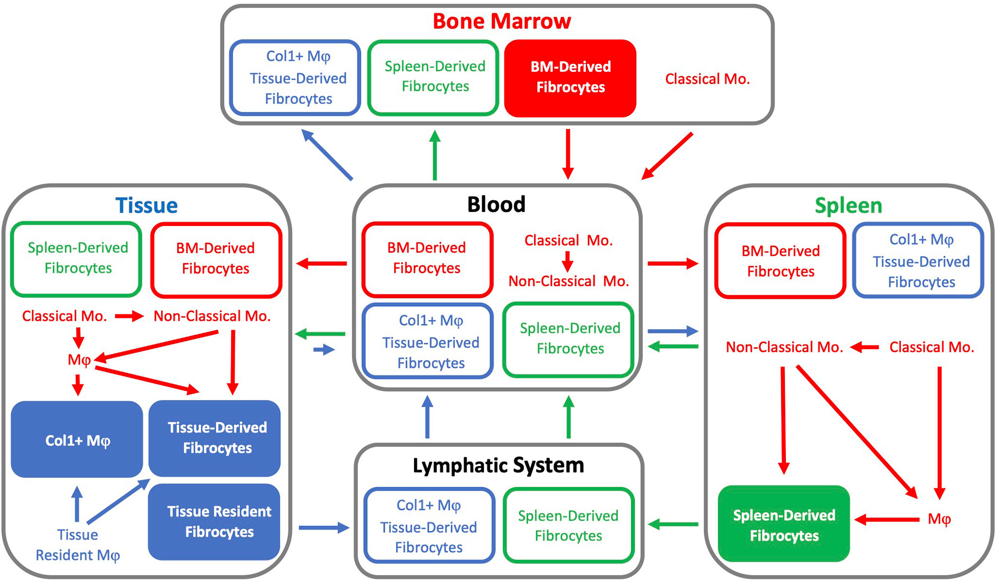 Frontiers  Fibrocytes: A Critical Review and Practical Guide