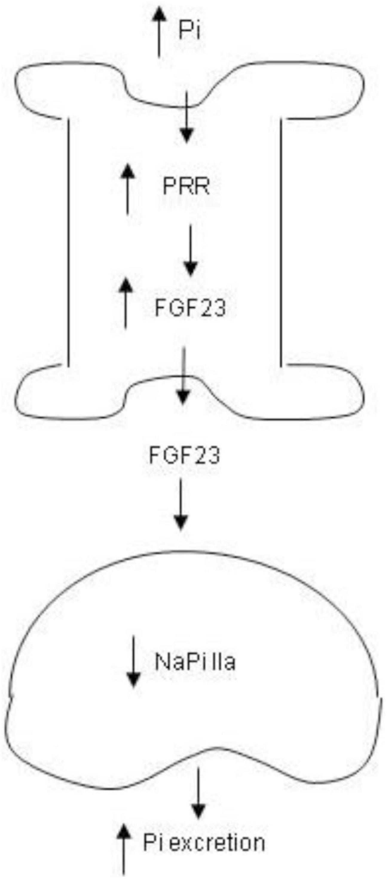 www.frontiersin.org