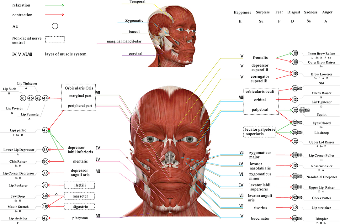 Muscle Evolution codes