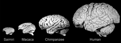 Frontiers  Evolution of the human brain: when bigger is better