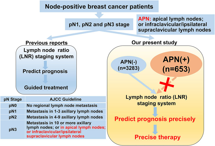 Frontiers Breast Cancer Patients With Positive Apical Or