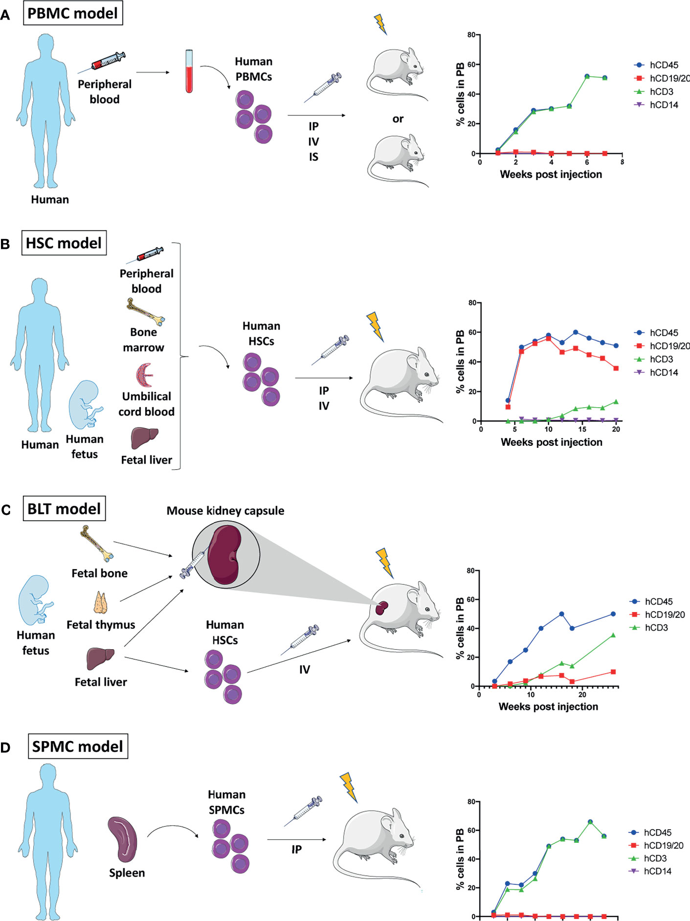 Frontiers Humanized Mice as a Valuable Pre-Clinical Model for Cancer Immunotherapy Research
