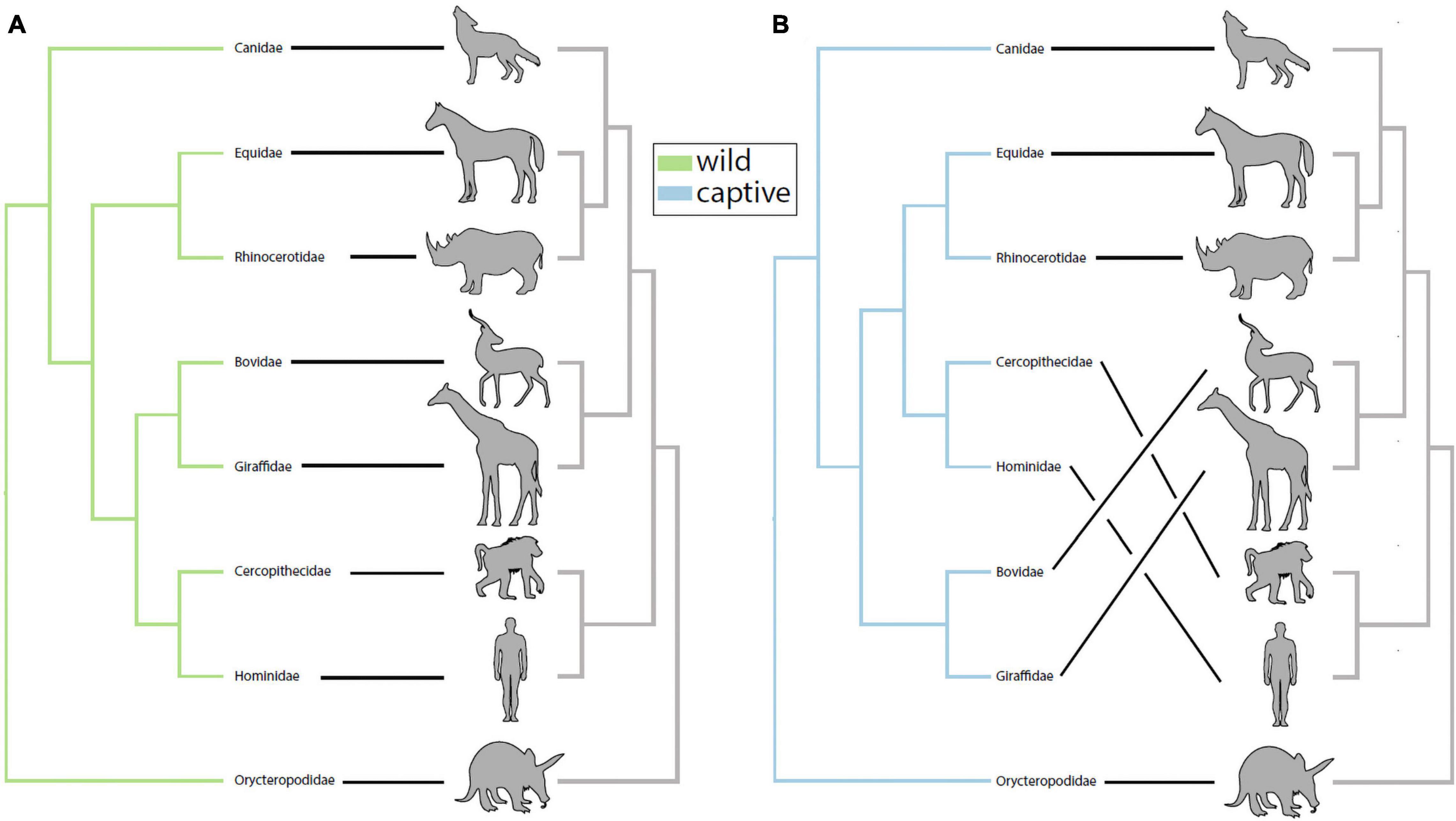 Into the Wild: Animal Microbiomes in Conservation