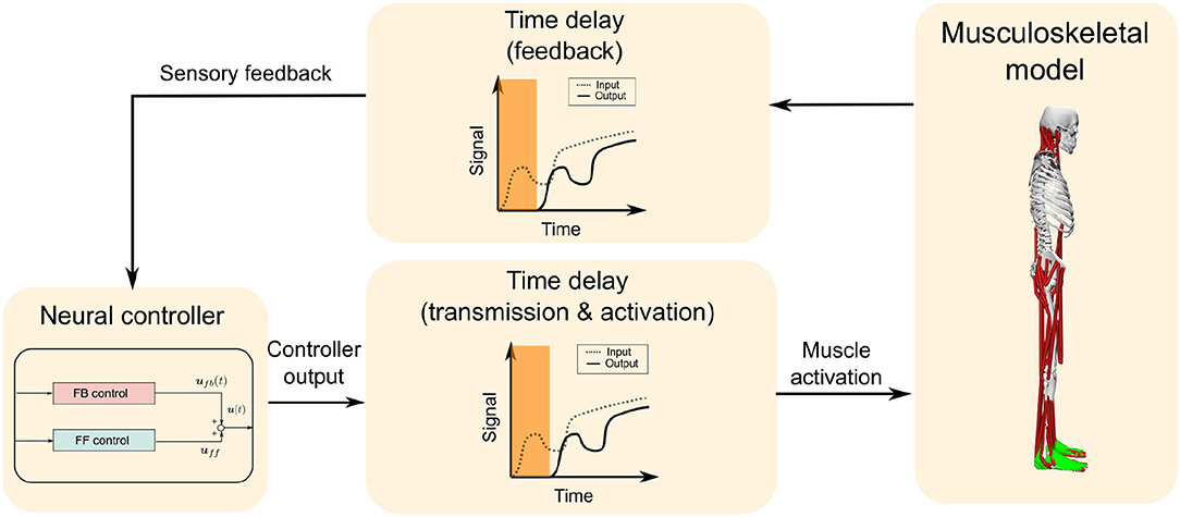 Functional Neuroanatomy for Posture and Gait Control