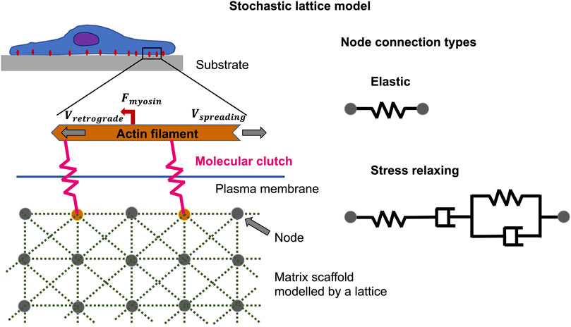 Slip - Elastic - Intermede Cancer