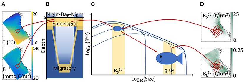 Frontiers  Movement Shapes the Structure of Fish Communities Along a  Cross-Shore Section in the California Current