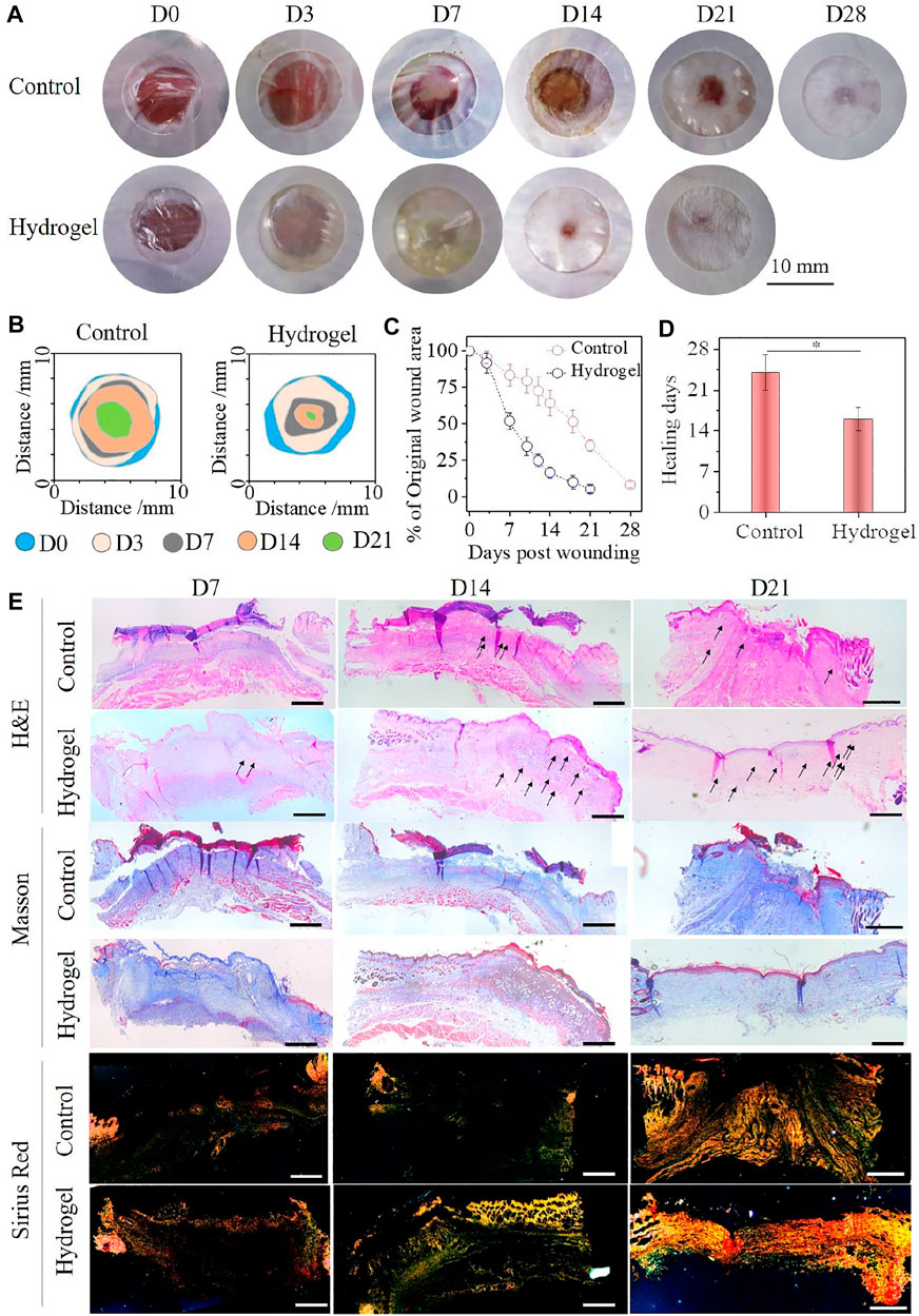 SUP glue facilitates wound sealing and tissue regeneration in vivo