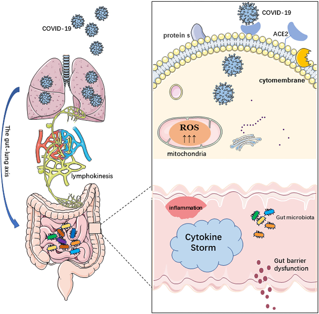 A healthy microbiome builds a strong immune system that could help defeat  COVID-19