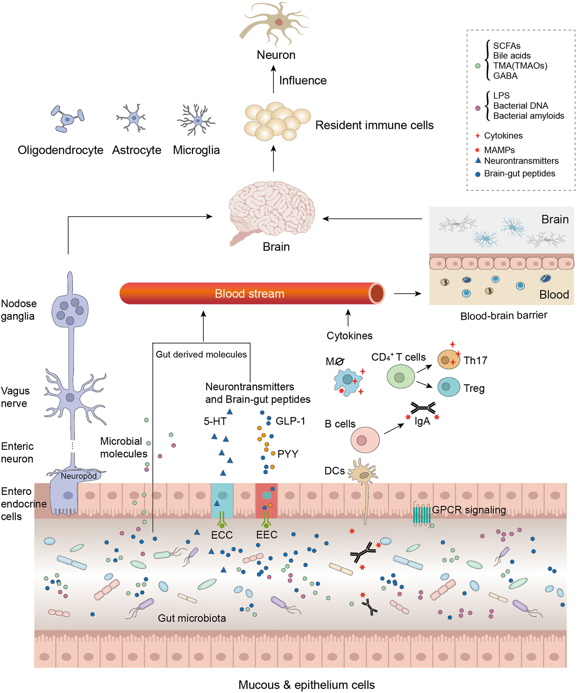 Fiber deprivation and microbiome-borne curli shift gut bacterial  populations and accelerate disease in a mouse model of Parkinson's disease  - ScienceDirect