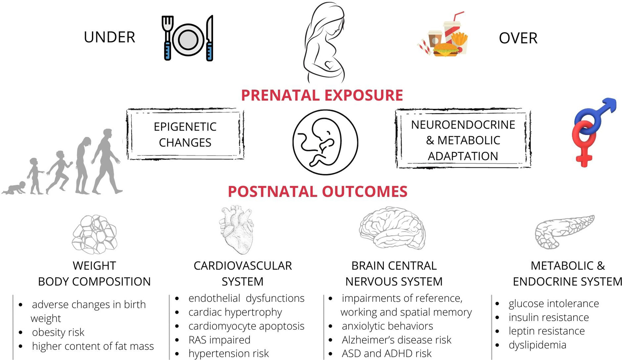 Frontiers | Animal Foetal Models of Obesity and Diabetes – From